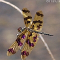 Rhyothemis graphiptera (Graphic Flutterer) in Cattana Wetlands<br />Canon 7D + EF400 F5.6L
